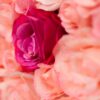 Nahaufnahme Rosen von Blumenwand Pink Ombré